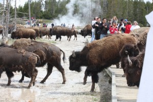 Yellowstone, USA                                              